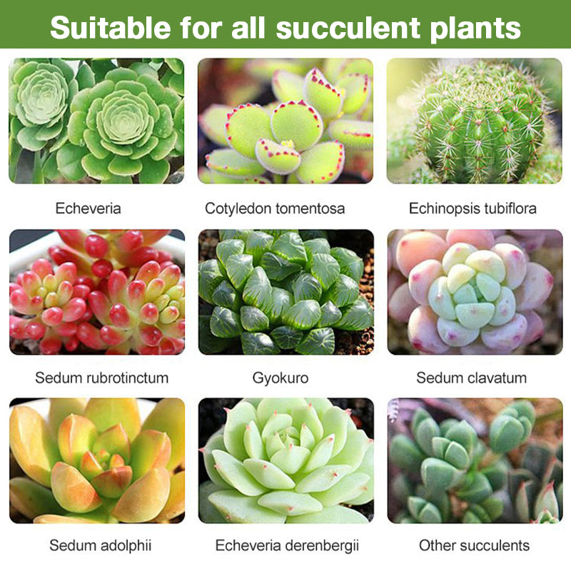 Bud Fertilizers for Succulent Plant-3