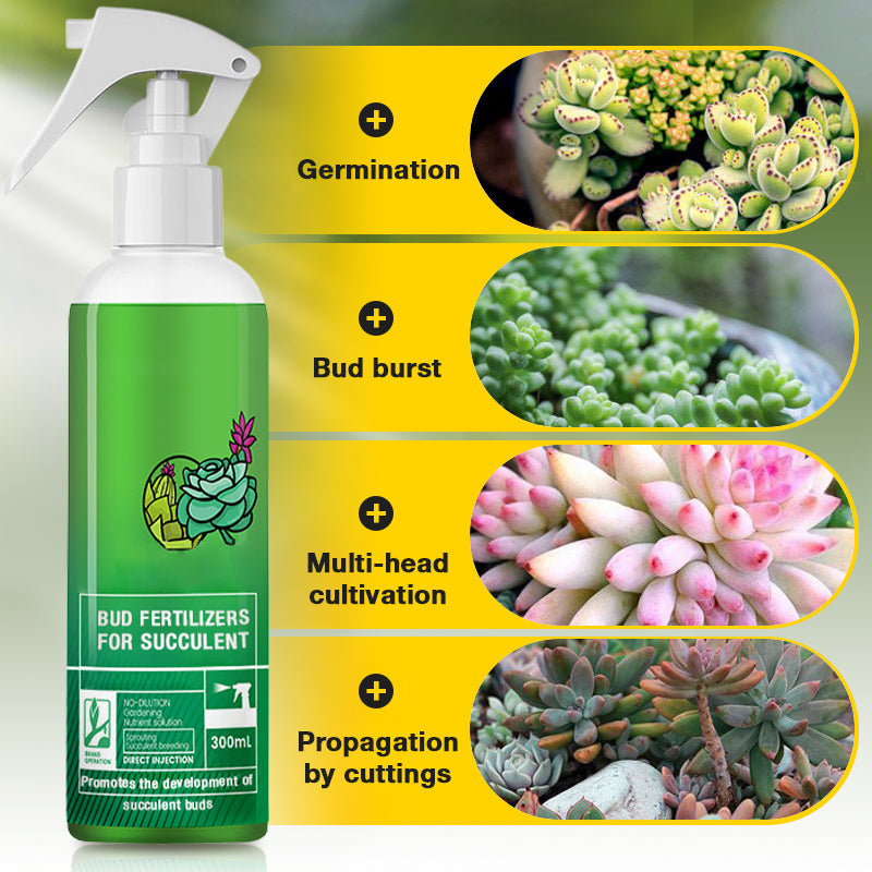 Bud Fertilizers for Succulent Plant-4