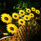🔥Last Day Special Price: ￡7.99!!🔥 LuminaBloom™ Solar Sunflower Garden Stake Lights 🌻 | Waterproof 🌧️ | No Wiring💡