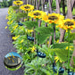 ⏳Time-Limited Special Price: ￡7.99!!⏰ ! Sunflower Solar Lights💐 – Glowing Garden Decor 🌻🌙【Limited Offer】