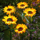 🔥Last Day Special Price: ￡7.99!!🔥 LuminaBloom™ Solar Sunflower Garden Stake Lights 🌻 | Waterproof 🌧️ | No Wiring💡